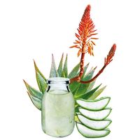 Aloe 24/7 Original